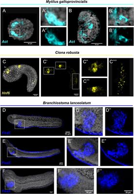 FISH for All: A Fast and Efficient Fluorescent In situ Hybridization (FISH) Protocol for Marine Embryos and Larvae